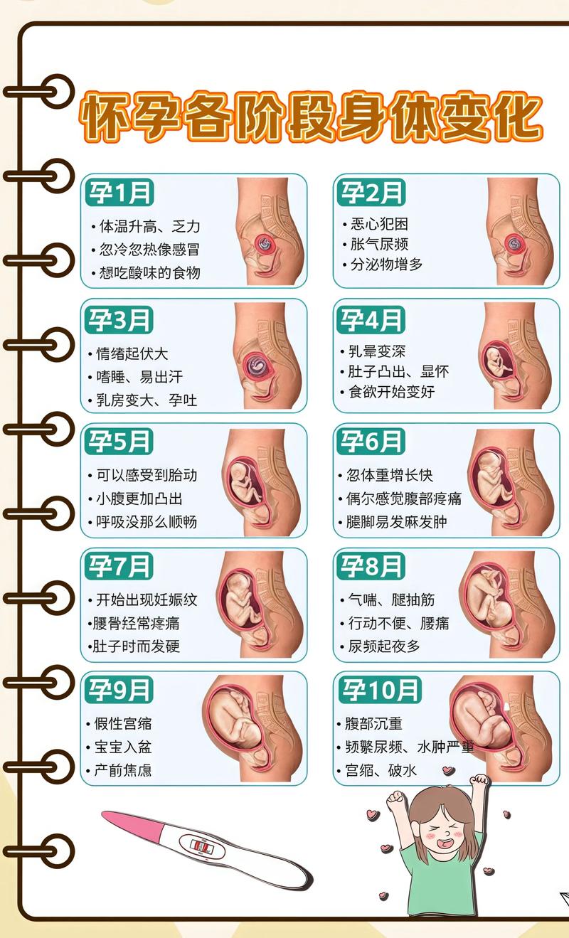 揭秘供卵代孕妈妈怀孕小腹分两节，孕期变化的奥秘宣城代生机构: